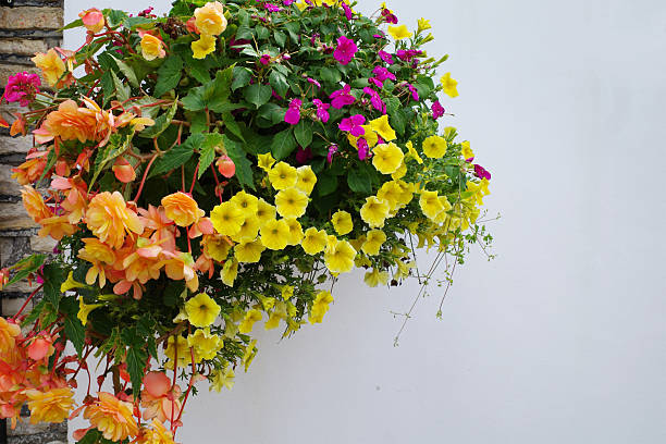 Begonia Flowers Flower Seeds - Heirloom Non GMO High Germination Organic Garden Planting Seeds