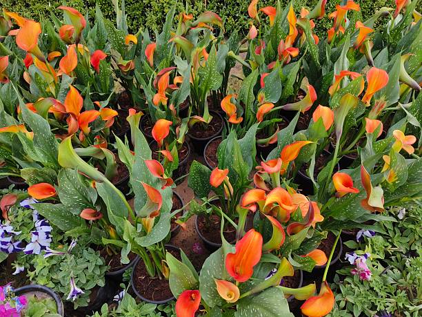 Orange Aethiopica Calla Lilly Flower Seeds