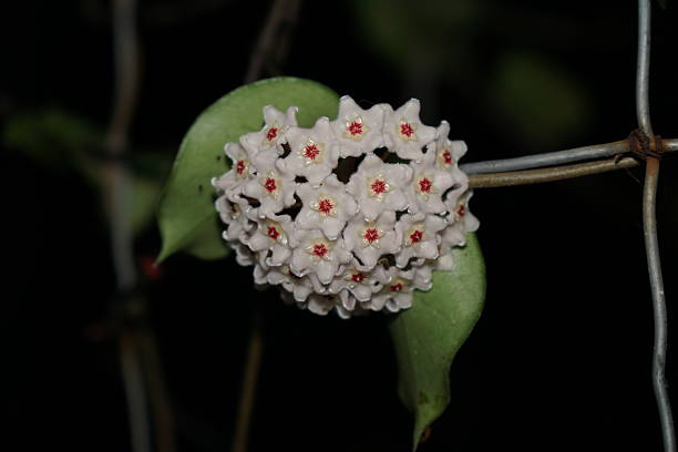 White Hoya Carnosa Flower Seeds – Premium Floral Seeds for Decorative Landscape Gardens