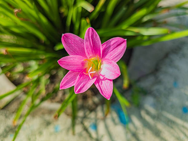 Pink Amaryllis Flower Seeds – Easy Grow Blossoms for Home Garden Decoration - Heirloom Non GMO High Germination Garden S