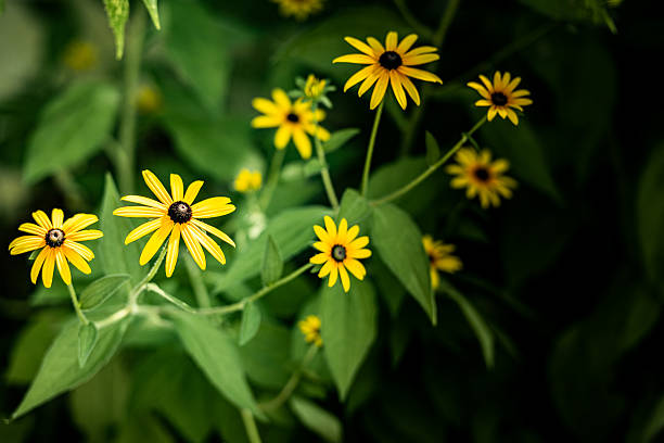 Black Sunflower Flower Seeds - Heirloom Non GMO Premium Garden Seeds for Planting