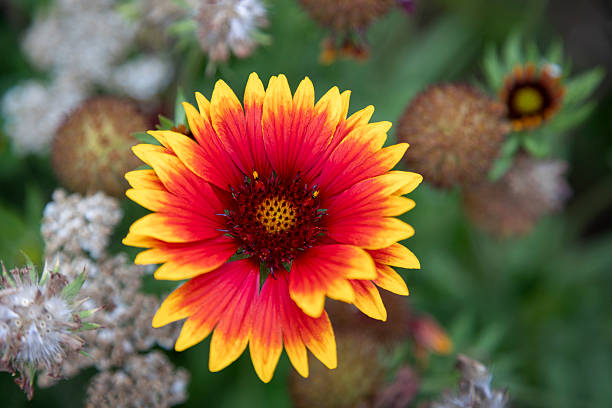 Gaura Flower Seeds - Heirloom Non GMO High Germination Garden Seeds