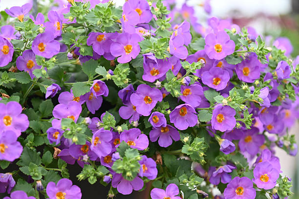 Purple Bacopa Flower Seeds
