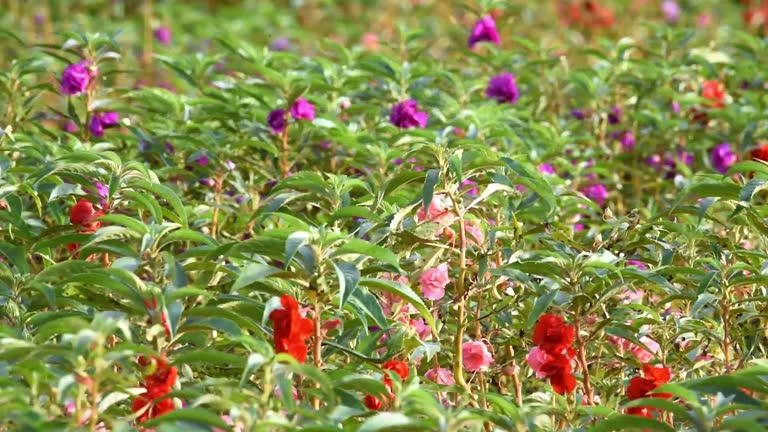 Balsam Flower Seeds