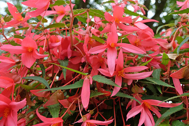 Boliviensis Flower Seeds