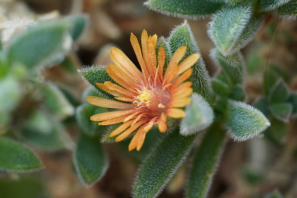 Orange Delosperma Flower Seeds – Rare Blooming Plants for Balcony and Patio Gardens