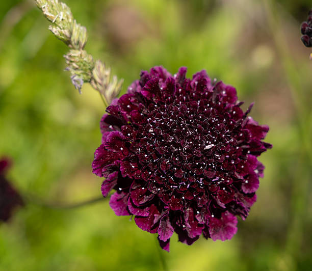 Chamelaucium Flower Seeds Exotic Flowering Plants for Vibrant Garden Beauty - Heirloom Non GMO High Germination Organic