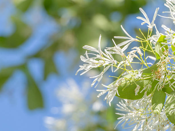 White Chionanthus Flower Seeds