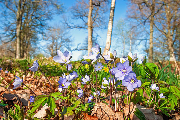 Light Voilet Hepatica Flower Seeds Premium Floral Seeds for Decorative Home Landscaping - Heirloom, Non GMO, High