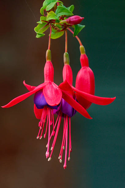 Fuchsia Flower Seeds