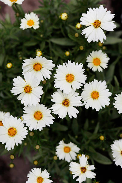White Coreopsis Flower – Heirloom, Non GMO, High Germination Seeds - Heirloom Non GMO High Germination Organic Garden