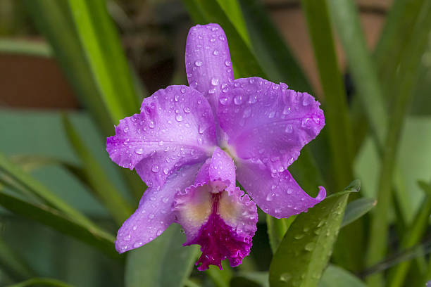 Cattleya Orchid Flower Seeds Easy Grow Blossoms for Pots and Backyard Spaces - Heirloom Non GMO High Germination Organic