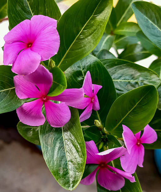 Madagascar Periwinkle Flower Seeds Heirloom Non GMO High Germination Organic - Heirloom Non GMO Premium Garden Seeds for