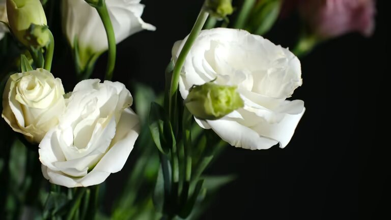 White Perennial Lisianthus Flower Seeds