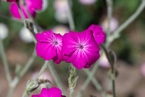 Lychnis Flower Seeds Easy Grow Blossoms for Pots and Backyard Spaces for Colorful Landscape - Heirloom, Non GMO, High
