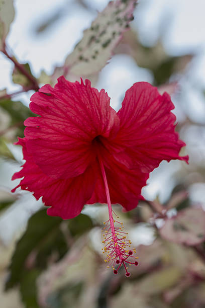 Red Deep Hibiscus Flower Seeds
