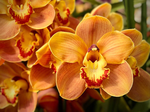 Orange Cymbidium Flower Seeds
