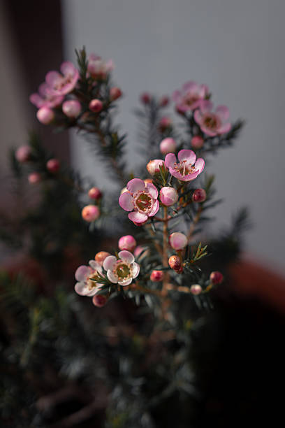 Chamelaucium Flower Seeds