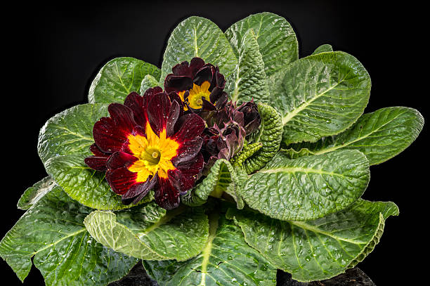 Burgundy Primula Flower Seeds