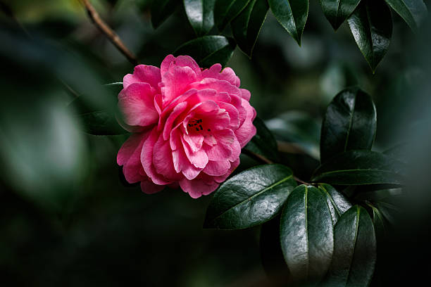 Pink Camellia Flower Seeds – Exotic Flowering Plants for Vibrant Backyard Beauty