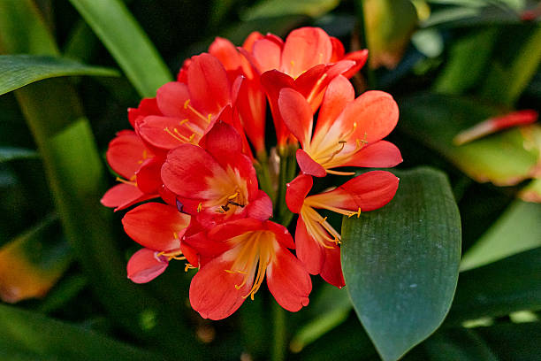 Red Clivia Flower Seeds - Heirloom Non GMO High Germination Organic Garden Seeds for Planting