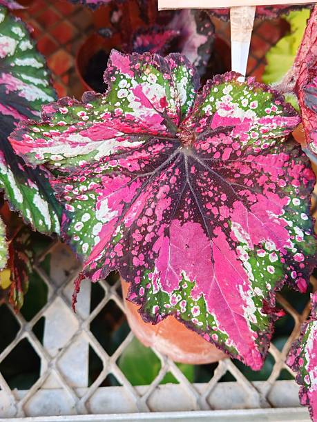Pink Begonia Rex Flower Seeds