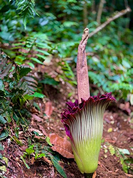 Corpse Amorphophallus Flowers Seeds - Heirloom Non GMO High Germination Premium Garden Seeds for Planting