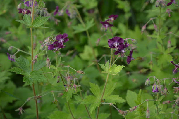 Dark Purple Geranium Flower Seeds - Heirloom Non GMO High Germination Premium Garden Seeds for Planting
