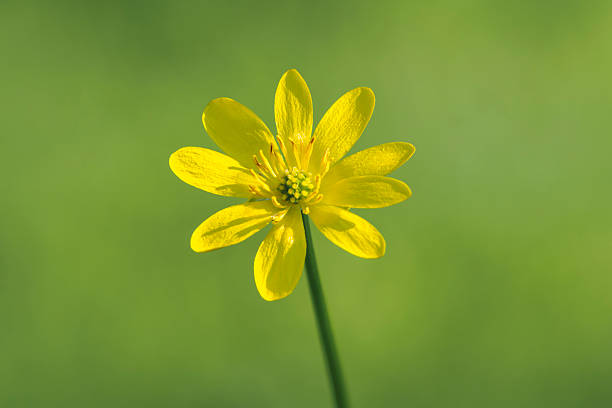 Celandine Flower Seeds