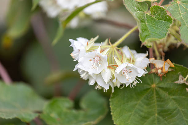 Dombeya Flower Seeds - Heirloom, Non GMO, High Germination, Organic Garden Seeds