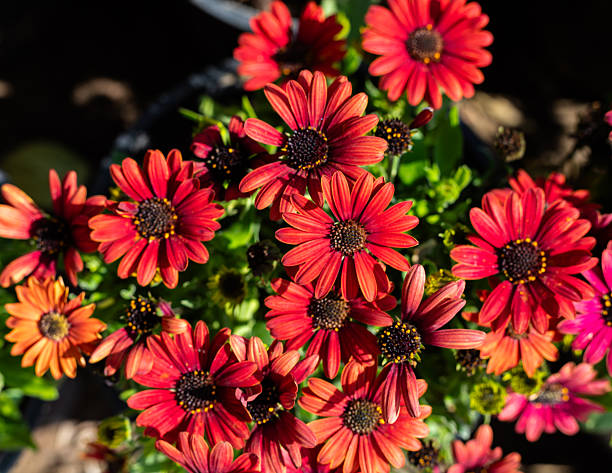 Red Gerbera Flower Seeds - Heirloom Non GMO High Germination Flower Seeds for Organic Home Garden Planting