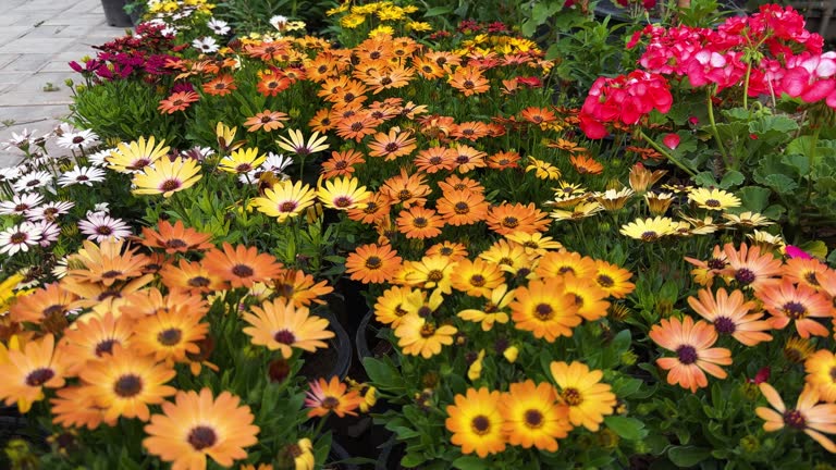 Mixed Gerbera Daisy Flower Seeds – Heirloom, Non GMO, High Germination Seeds - Heirloom Non GMO High Germination Organic