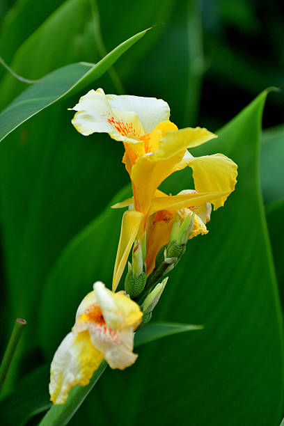Canna Lily Flower Seeds Rare Blooming Plants for Balcony and Outdoor Gardens - Heirloom Non GMO High Germination Organic