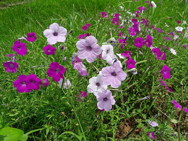 Mixed Petunia Flower Seeds – Easy Grow Blossoms for Pots and Backyard Spaces