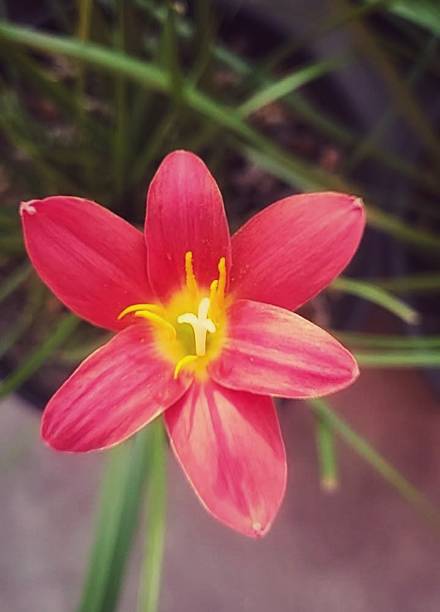 Pink Giant Amaryllis Flower Seeds – Rare Blooming Plants for Balcony and Patio Gardens - Heirloom Non GMO High Germinati