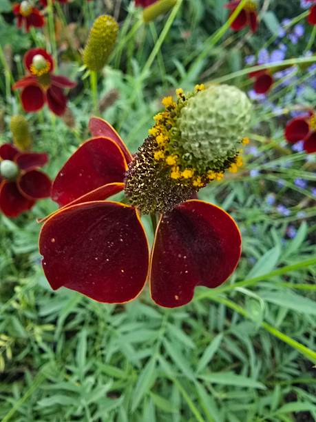 Upright Prairie Coneflower Seeds for Planting | Heirloom Non Heirloom, Non-GMO for Home Garden Planting