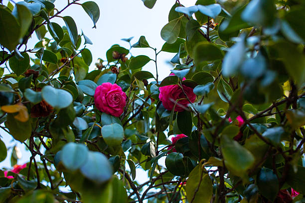 Pink Camellia Flower Seeds – Exotic Flowering Plants for Vibrant Backyard Beauty