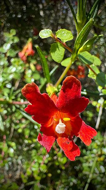 Red Mimulus Guttatus Flower Seeds – Rare Blooming Plants for Balcony & Outdoor Garden