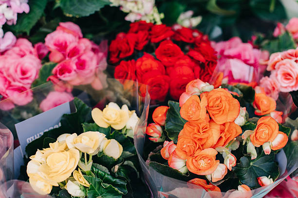 Begonia Flowers Seeds