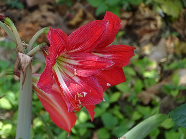 Red Amaryllis Flower Seeds - Heirloom Non GMO High Germination Garden Planting Seeds