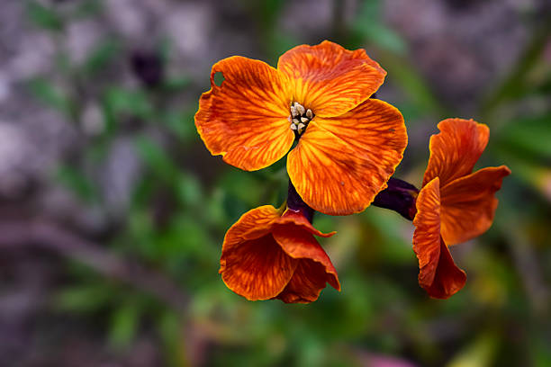 Orange Erysimum Cheiri Flower Seeds - Heirloom Non GMO High Germination Seeds