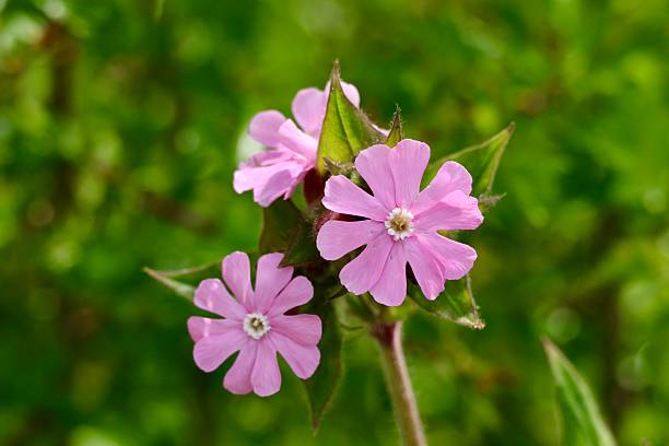 Catchfly Flower Seeds