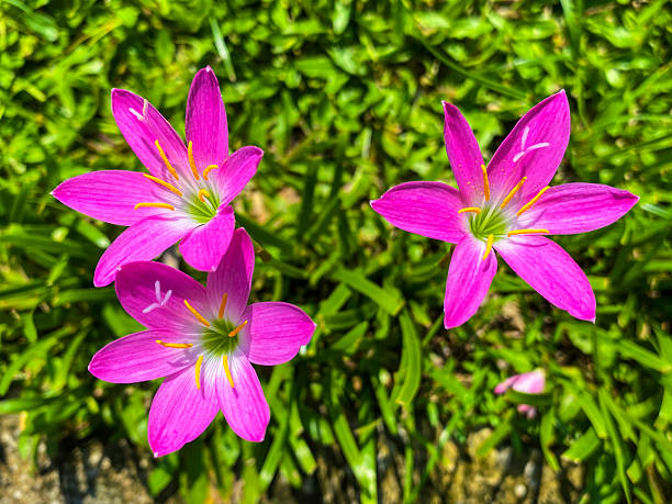 Pink Amaryllis Flower Seeds