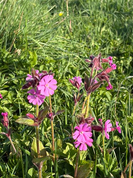 Chocolate Scabiosa Atropurpurea Flower Seeds Rare Blooming Plants for Balcony & Outdoor - Heirloom Non GMO High Germinat