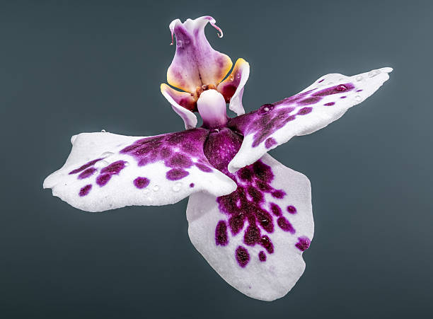 White Dark Purple Phalaenopsis Orchid Flower Seeds - Heirloom Non GMO High Germination Premium Garden Seeds for Planting