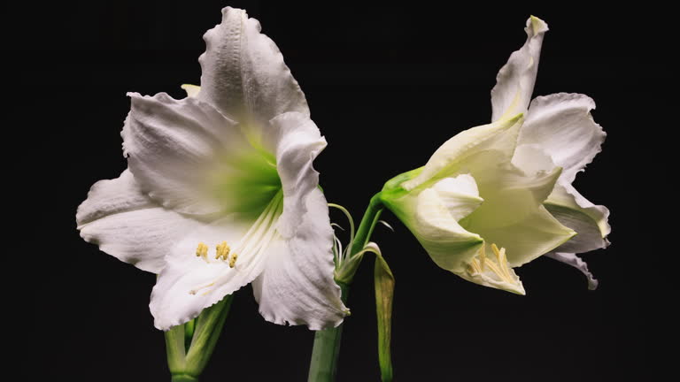 White Amaryllis Flower Seeds – Rare Blooming Plants for Balcony & Outdoor Gardens