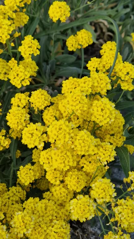 Yellow Alyssum Flower Seeds - Heirloom Non GMO High Germination Garden Planting Seeds