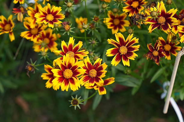 Red Yellow Coreopsis Flower Seeds - Heirloom Non GMO High Germination Organic Garden Planting