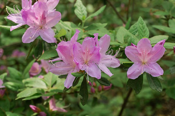Pale Pink Azalea Flower Seeds – Premium Floral Seeds for Decorative Outdoor Landscapes - Heirloom Non GMO High Germinati