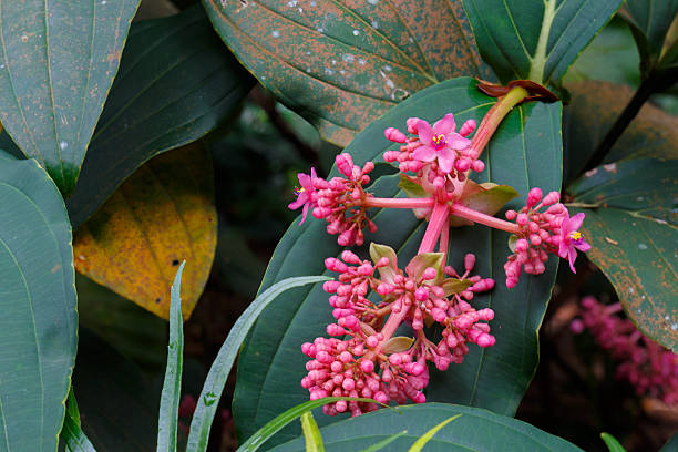 Medinilla Flower Seeds – Easy Grow Blossoms for Pots & Backyard Spaces for Colorful Landscape